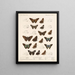 Insecten Lepidoptera Rhopalocera Pl 078 - Frederick DuCane Godman — ingelijst kunstwerk aan de muur