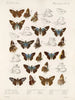 Insecten Lepidoptera Rhopalocera Pl 106 - Frederick DuCane Godman — weergave van het kunstwerk