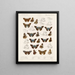 Insecten Lepidoptera Rhopalocera Pl 106 - Frederick DuCane Godman — ingelijst kunstwerk aan de muur