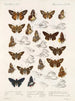 Insecten Lepidoptera Rhopalocera Pl 107 - Frederick DuCane Godman — weergave van het kunstwerk