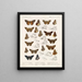 Insecten Lepidoptera Rhopalocera Pl 107 - Frederick DuCane Godman — ingelijst kunstwerk aan de muur