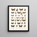 Insecten Lepidoptera Rhopalocères Pl 109 - Frederick DuCane Godman — ingelijst kunstwerk aan de muur