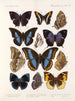 Insecten Lepidoptera Rhopalocères Pl 110 - Frederick DuCane Godman — weergave van het kunstwerk