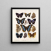 Insecten Lepidoptera Rhopalocères Pl 110 - Frederick DuCane Godman — ingelijst kunstwerk aan de muur