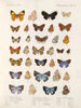 Insecten Lepidoptera Rhopalocera Pl 111 - Frederick DuCane Godman — weergave van het kunstwerk