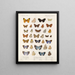 Insecten Lepidoptera Rhopalocera Pl 111 - Frederick DuCane Godman — ingelijst kunstwerk aan de muur