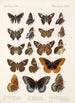 Insecta Lepidoptera Rhopalocera Pl 113 - Frederick DuCane Godman — weergave van het kunstwerk