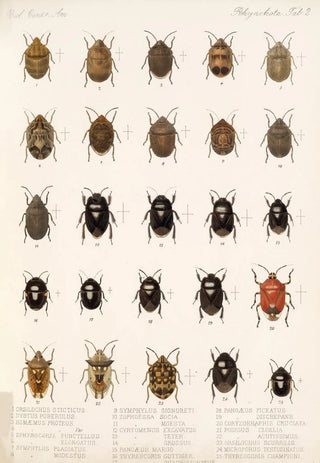 Frederick DuCane Godman - Insecta Rhynchota HemipteraHeteroptera Pl 02.webp