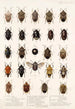 Insecta Rhynchota Hemiptera Heteroptera Pl 04 - Frederick DuCane Godman — weergave van het kunstwerk