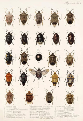 Frederick DuCane Godman - Insecta Rhynchota HemipteraHeteroptera Pl 04.webp
