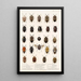 Insecta Rhynchota Hemiptera Heteroptera Pl 04 - Frederick DuCane Godman — ingelijst kunstwerk aan de muur