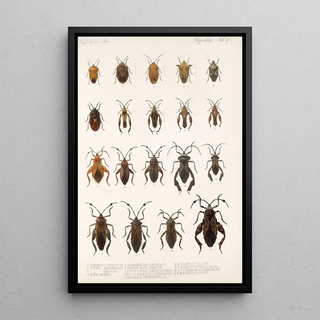 Frederick DuCane Godman - Insecta Rhynchota HemipteraHeteroptera Pl 10.webp