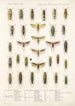 Insecta Rhynchota Hemiptera Homoptera Pl 32 - Frederick DuCane Godman — artwork view