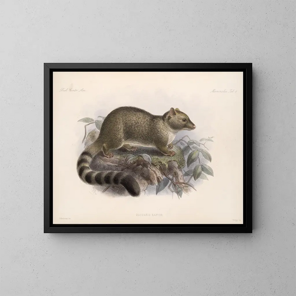 Mammifères Pl 05 - Frederick DuCane Godman — framed artwork on a wall