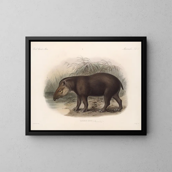 Mammifères Pl 07 - Frederick DuCane Godman — framed artwork on a wall