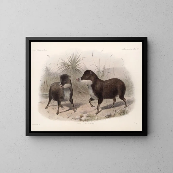 Mammifères Pl 08 - Frederick DuCane Godman — framed artwork on a wall