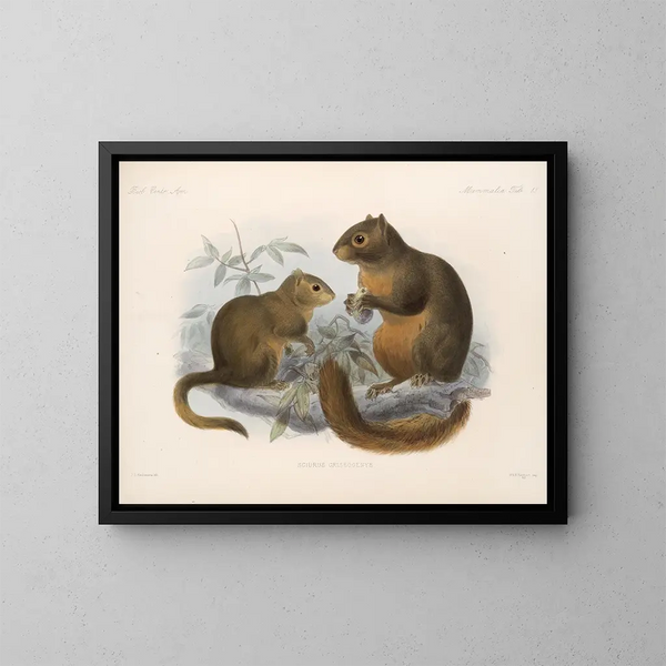 Mammifères Pl 11 - Frederick DuCane Godman — framed artwork on a wall