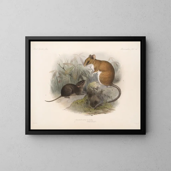 Mammifères Pl 12 - Frederick DuCane Godman — framed artwork on a wall