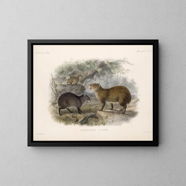 Mammifères Pl 16 - Frederick DuCane Godman — framed artwork on a wall