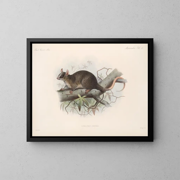 Mammals Pl 19 - Frederick DuCane Godman — framed artwork on a wall
