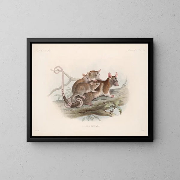 Mammifères Pl 20 - Frederick DuCane Godman — framed artwork on a wall