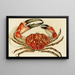 Crustaceën IV - Frederick McCoy — ingelijst kunstwerk aan de muur