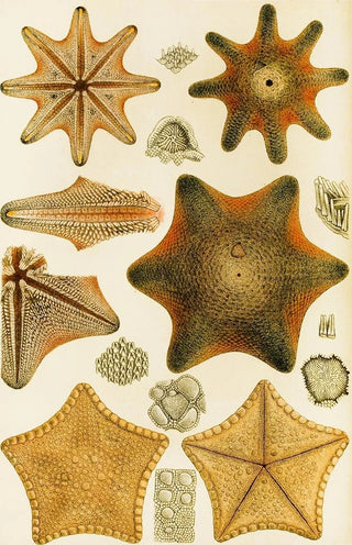 Frederick McCoy - Echinodermata.webp