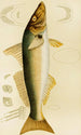 Fish VII - Frederick McCoy — artwork view