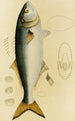 Fish VIII - Frederick McCoy — artwork view