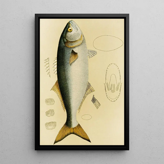 Frederick McCoy - Fishes VIII.webp