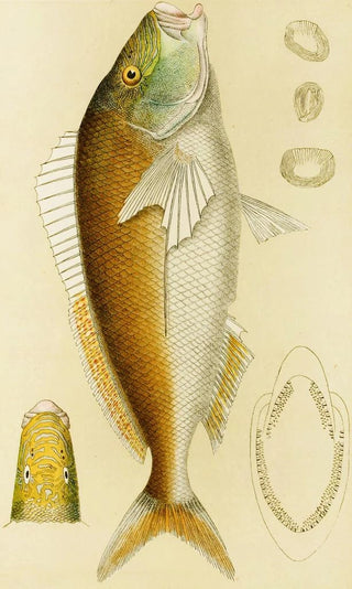 Frederick McCoy - Fishes VI.webp
