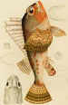 Poissons XI - Frederick McCoy — weergave van het kunstwerk