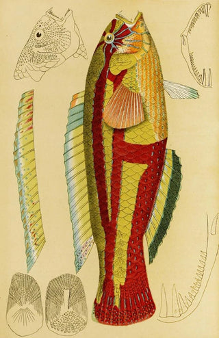 Frederick McCoy - Fishes XIII.webp