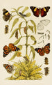 Insectes II - Frederick McCoy — artwork view