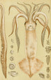 Mollusks Painting I - Frederick McCoy — artwork view