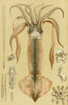 Mollusks II - Frederick McCoy — artwork view