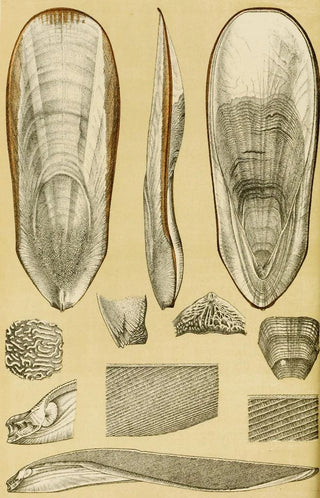 Frederick McCoy - Mollusca III.webp