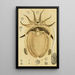 Mollusques IV - Frederick McCoy — framed artwork on a wall