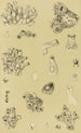 Bryozoaires I - Frederick McCoy — weergave van het kunstwerk
