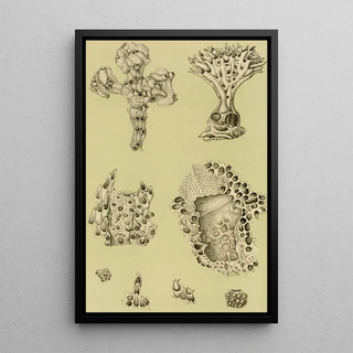 Frederick McCoy - Polyzoa IX.webp