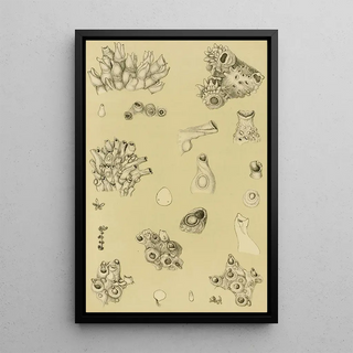 Frederick McCoy - Polyzoa I.webp