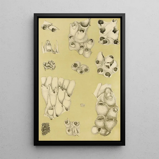 Frederick McCoy - Polyzoa VI.webp