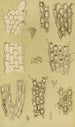 X Bryozoaires Kunstdruk - Frederick McCoy — weergave van het kunstwerk