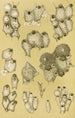 Bryozoaires XIV - Frederick McCoy — weergave van het kunstwerk