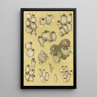 Frederick McCoy - Polyzoa XIV.webp