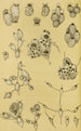 Bryozoaires XV - Frederick McCoy — weergave van het kunstwerk