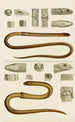 Reptiles III - Frederick McCoy — weergave van het kunstwerk
