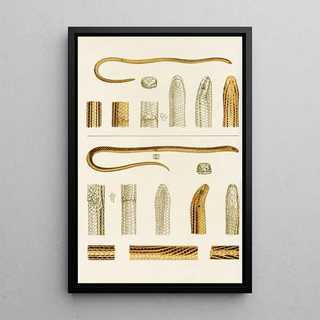 Frederick McCoy - Reptiles IV.webp