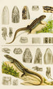 Reptiles VIII - Frederick McCoy — weergave van het kunstwerk