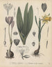 Boek over giftige planten Pl03 - Friedrich Berge — weergave van het kunstwerk